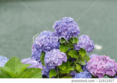 Rainy season and hydrangea 22912927