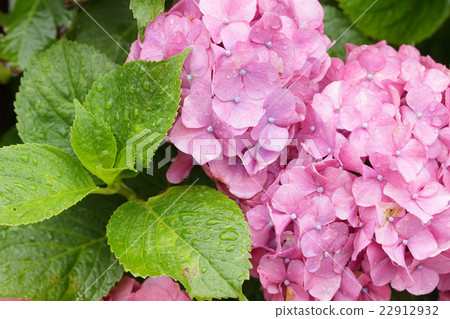 Rainy season and hydrangea Rainy season and hydrangea 22912932