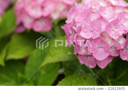 Rainy season and hydrangea 22912935