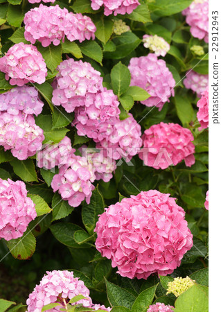 Rainy season and hydrangea 22912943