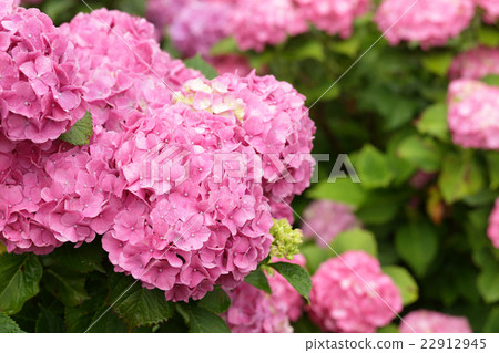 Rainy season and hydrangea 22912945