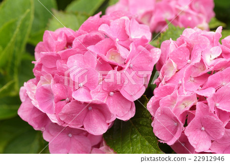 Rainy season and hydrangea 22912946