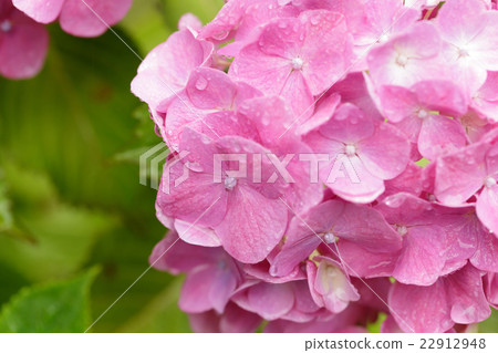 Rainy season and hydrangea Rainy season and hydrangea 22912948