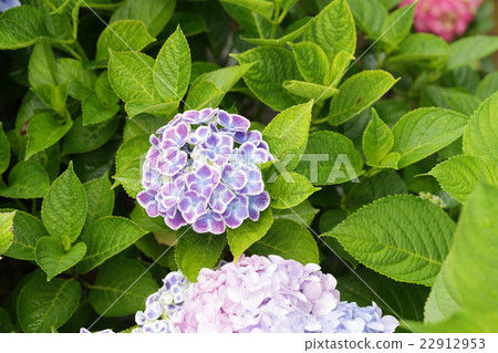 Rainy season and hydrangea Rainy season and hydrangea 22912953