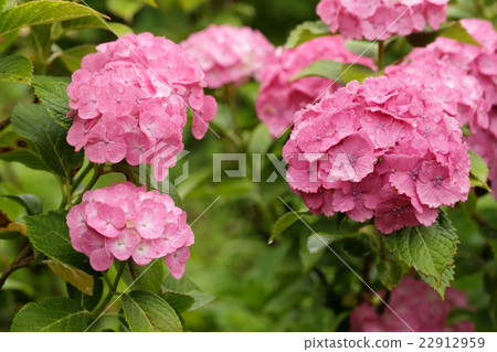 Rainy season and hydrangea 22912959