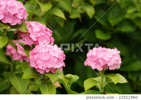 Rainy season and hydrangea Rainy season and hydrangea 22912960