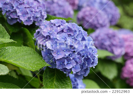 Rainy season and hydrangea 22912963