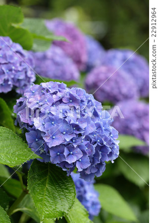 Rainy season and hydrangea Rainy season and hydrangea 22912964
