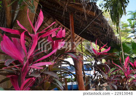 以美麗的紅色葉子為特色的葉子植物，Cordinelli 22913048