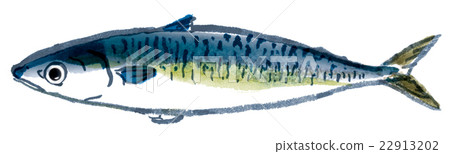  mackerel 22913202
