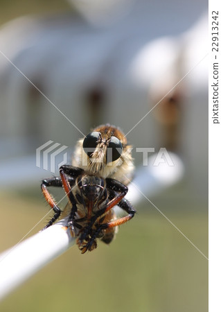 Shioyab (predestined) to honey bees (front) Shioyab (predestined) to honey bees (front) 22913242