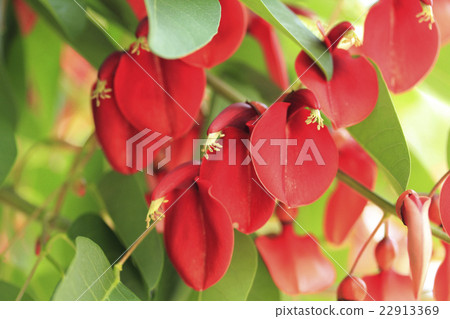 American Flower of Deigo 22913369