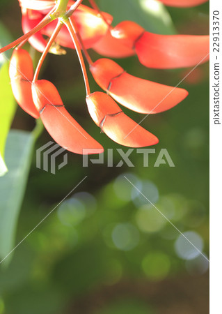 Bud of American Dego 22913370