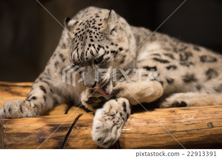 Snow leopard 22913391