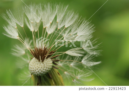 蒲公英的絨毛 蒲公英的絨毛 22913423