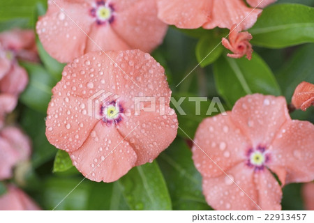 長春花 長春花 22913457