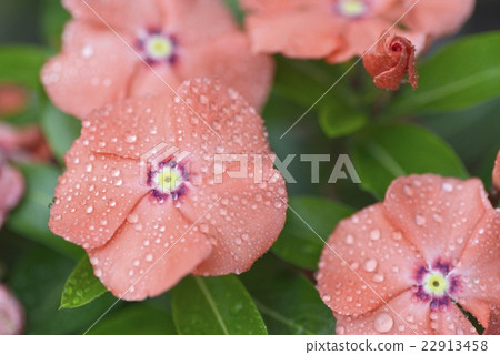 長春花 長春花 22913458