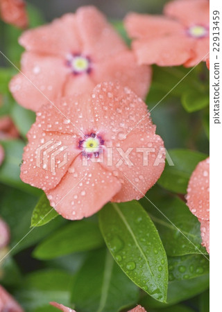 Nichinichiso Nichinichiso 22913459