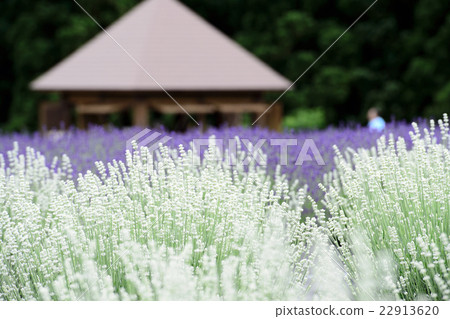 White lavender Akita 22913620