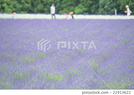 薰衣草花園秋田縣美里町 薰衣草花園秋田縣美里町 22913622
