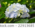  hydrangea 22913685