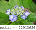  hydrangea 22913686