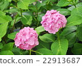  hydrangea 22913687