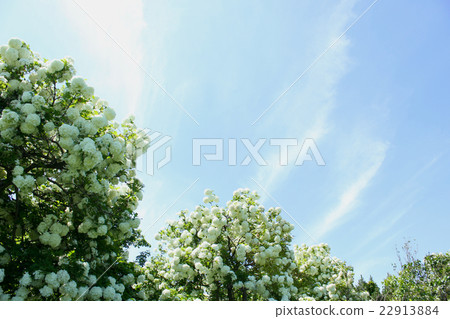 Vivanum·雪球 22913884