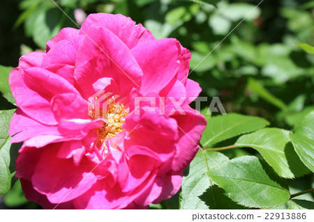 現代百年紀念 22913886