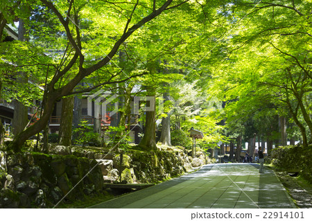 Eiheiji寺廟入口路 Eiheiji寺廟入口路 22914101