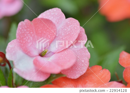 Flower of African Spruce (Impatiens) 22914128