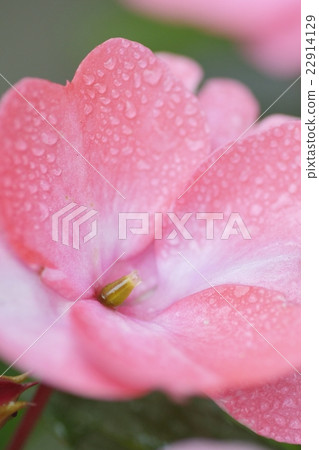 非洲雲杉（鳳仙花）之花 22914129