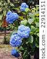  hydrangea 22914151