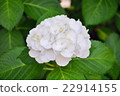  hydrangea 22914155