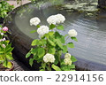  hydrangea 22914156