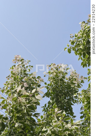 Negative maple flamingo Negative maple flamingo 22914230