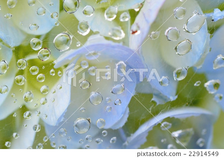 spider web after rain spider web after rain 22914549