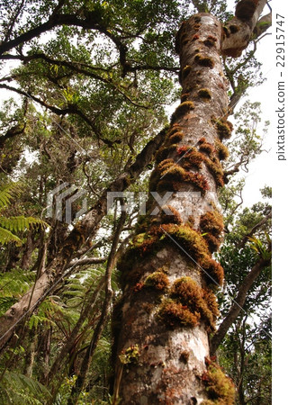熱帶叢林(基納巴盧腳,沙巴州/東馬來西亞·婆羅洲島) 熱帶叢林(基納巴盧腳,沙巴州/東馬來西亞·婆羅洲島) 22915747
