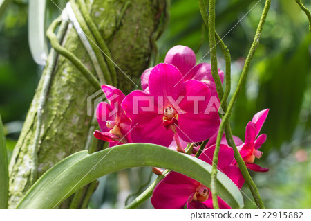 Beautiful Pink Orchid Flowers in the garden 22915882