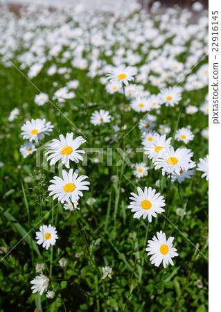 beautiful field of green grass and camomiles beautiful field of green grass and camomiles 22916145