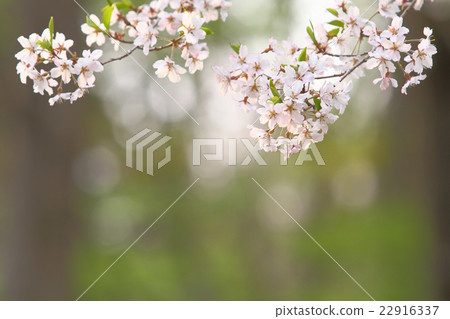 Yamazakura Yamazakura 22916337