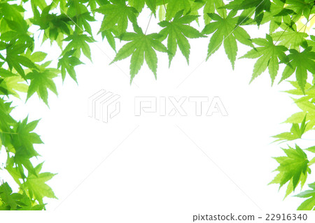 Momiji 22916340