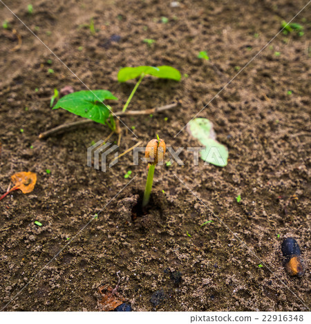 Plant seed growing concept Plant seed growing concept 22916348