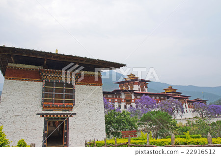 Punakasone與藍花楹盛開 Punakasone與藍花楹盛開 22916512