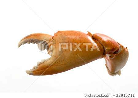 Crab-scissors 22916711