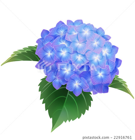 Blue Hydrangea Ajisai Flower Illustration Vector Stock Illustration