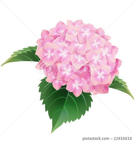 Pink Hydrangea Ajisai Flower Floral Blossom Ill Stock Illustration