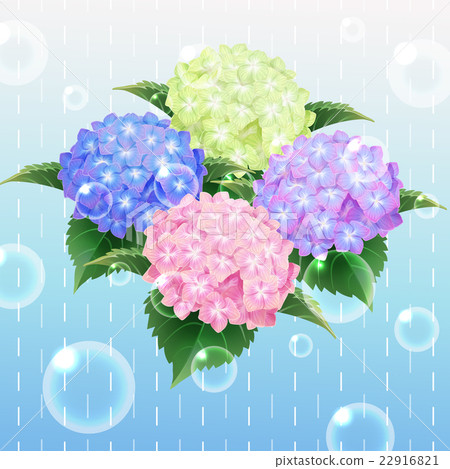 4 Colour Hydrangea Ajisai Flower Illustration Stock Illustration