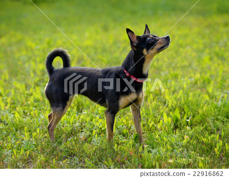 Toy Terrier 22916862