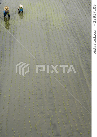 Rice planting 22917109